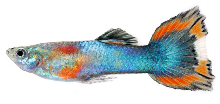 紅藍(lán)孔雀魚(yú)?？兹隔~(yú)