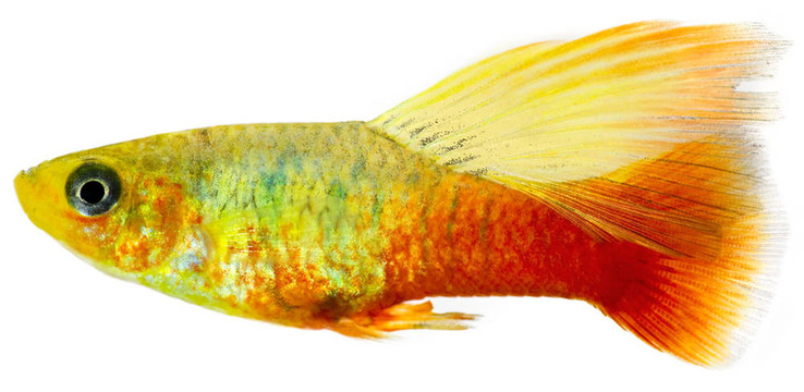片狀的魚