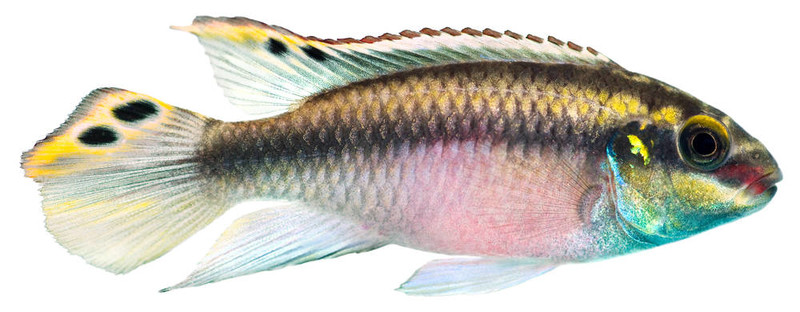 條Kribensis慈鯛魚