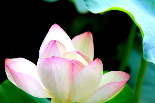 蓮花