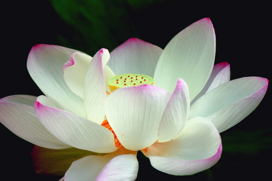 蓮花