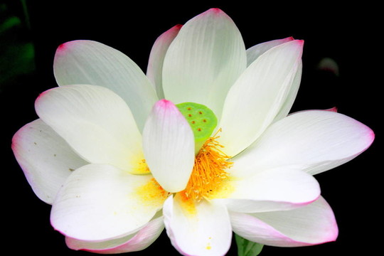 蓮花