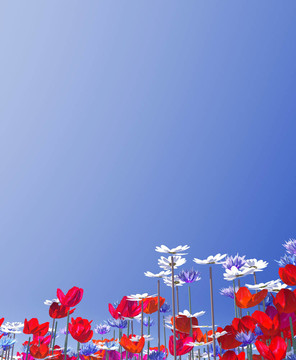夏花