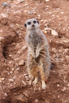 貓鼬項(xiàng)目Suricata suricatta