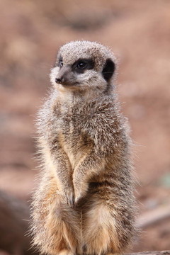貓鼬項(xiàng)目Suricata suricatta