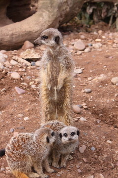貓鼬項(xiàng)目Suricata suricatta