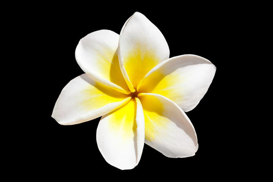 素馨花