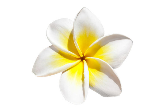 素馨花