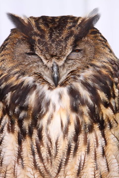 歐洲鷹鸮（Bubo）