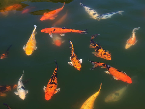 一群魚(yú)（鯉魚(yú)）在池塘里。