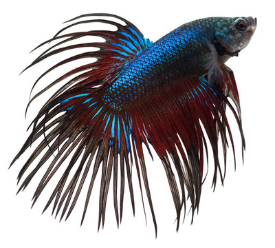 暹羅斗魚(yú)。斗魚(yú)