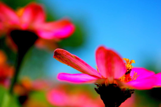 粉紅色的雛菊