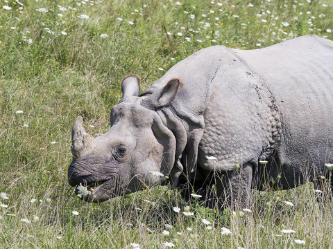 大獨角Asian Rhino