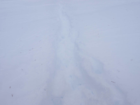 雪地里的痕跡