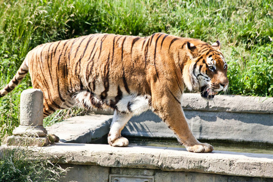 走虎（Panthera Tigris）