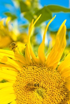 花