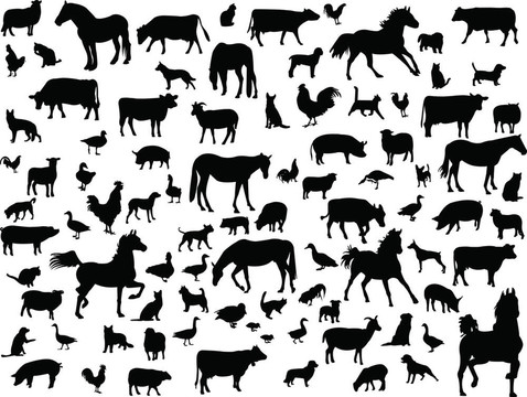農(nóng)場里的動物