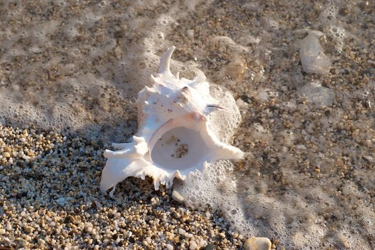 海灘上的貝殼
