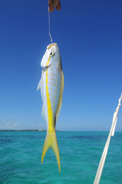 圣佩德羅釣魚