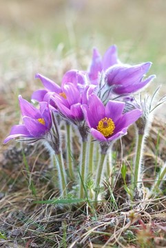 Flowers Pasqueflower（Pulsatilla patens）