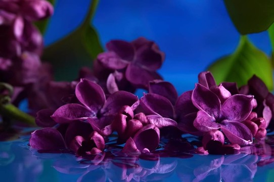 丁香花
