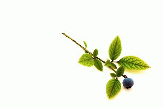 藍莓