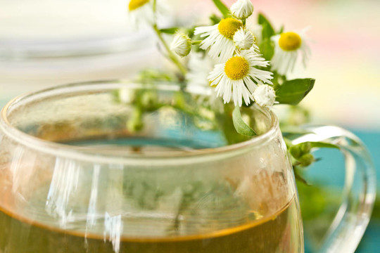 甘菊茶