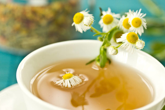 甘菊茶
