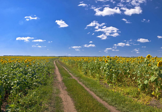在向日葵的鄉(xiāng)村道路。夏天的風(fēng)景