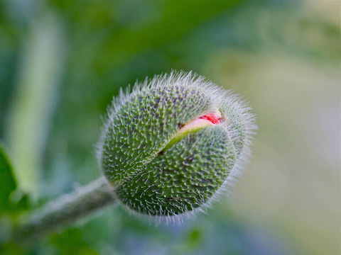 罌粟花的花芽分離