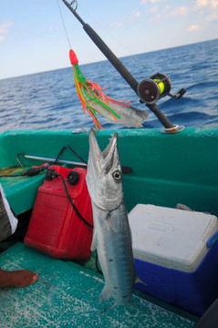 Mahahual釣魚