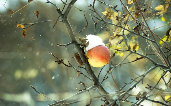 凍冬蘋果樹上的雪和風(fēng)