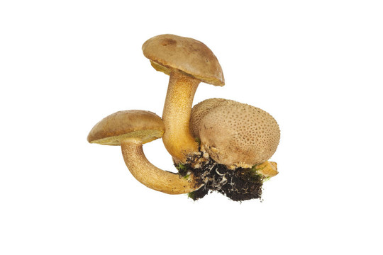 牛肝菌
