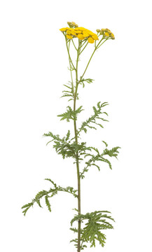 艾菊的花