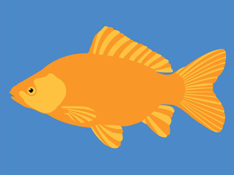 金色的魚
