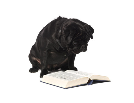 狗讀一本書