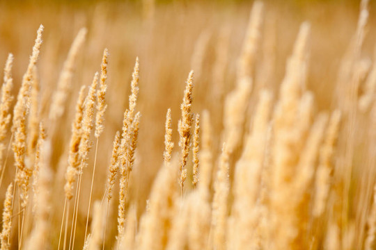 選擇性聚焦Bulrush