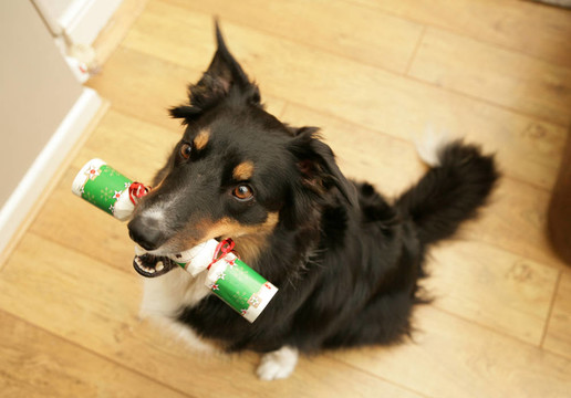 圣誕餅干的邊境牧羊犬