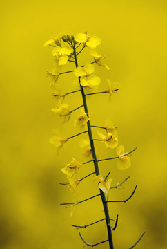 油菜