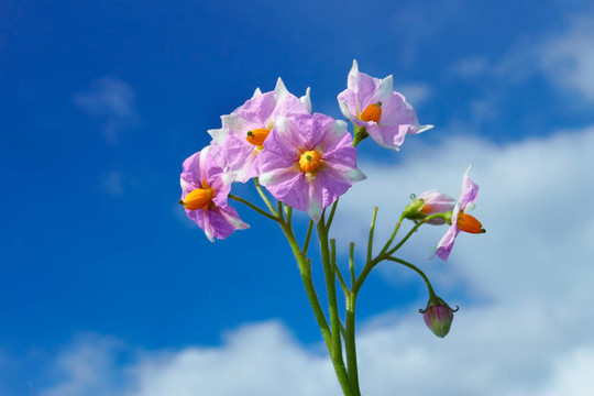 花序土豆