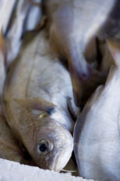 新鮮的魚(yú)