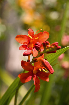百合花穗