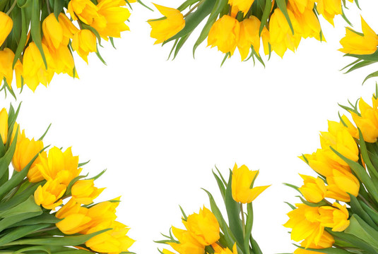 郁金香花壇