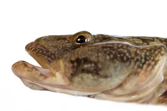 mesogobius batrachoeephalus