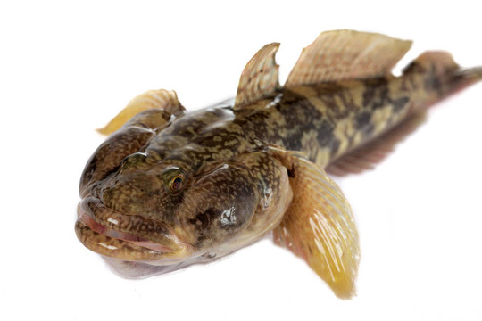 mesogobius batrachoeephalus