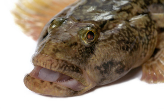 mesogobius batrachoeephalus