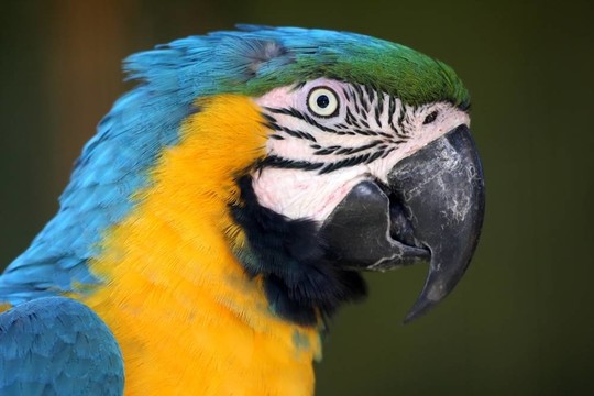 Macaw Parrot簡(jiǎn)介