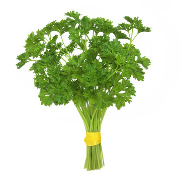 歐芹草本植物