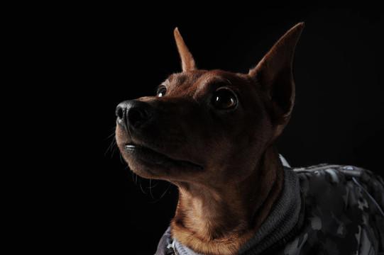 迷你杜賓犬。