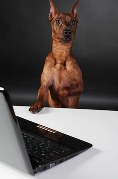 迷你杜賓犬。